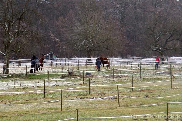 (Foto Goslar) Sulzbachtal 01.12.2012__53.JPG